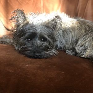 Meet your Posher, Shelby